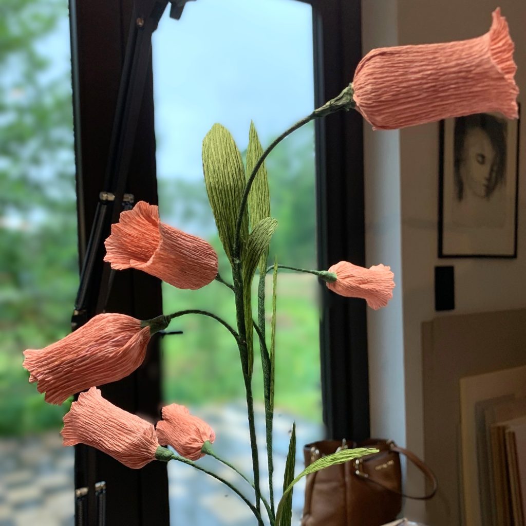 Campanula